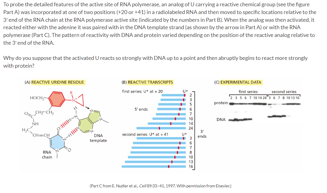 To probe the detailed features of the active site of RNA polymerase, an analog of U carrying a reactive chemical group (see t