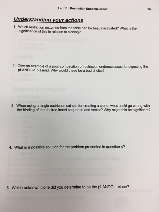 t4-dna-polymerase