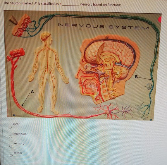 Solved QUESTION 1 Groups of axons are organized into within | Chegg.com