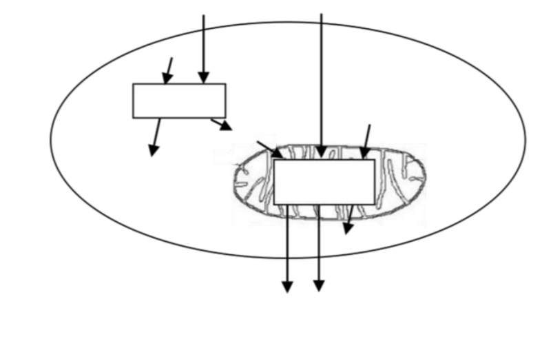 Solved Construct A Model Of Cellular Respiration In This Chegg Com
