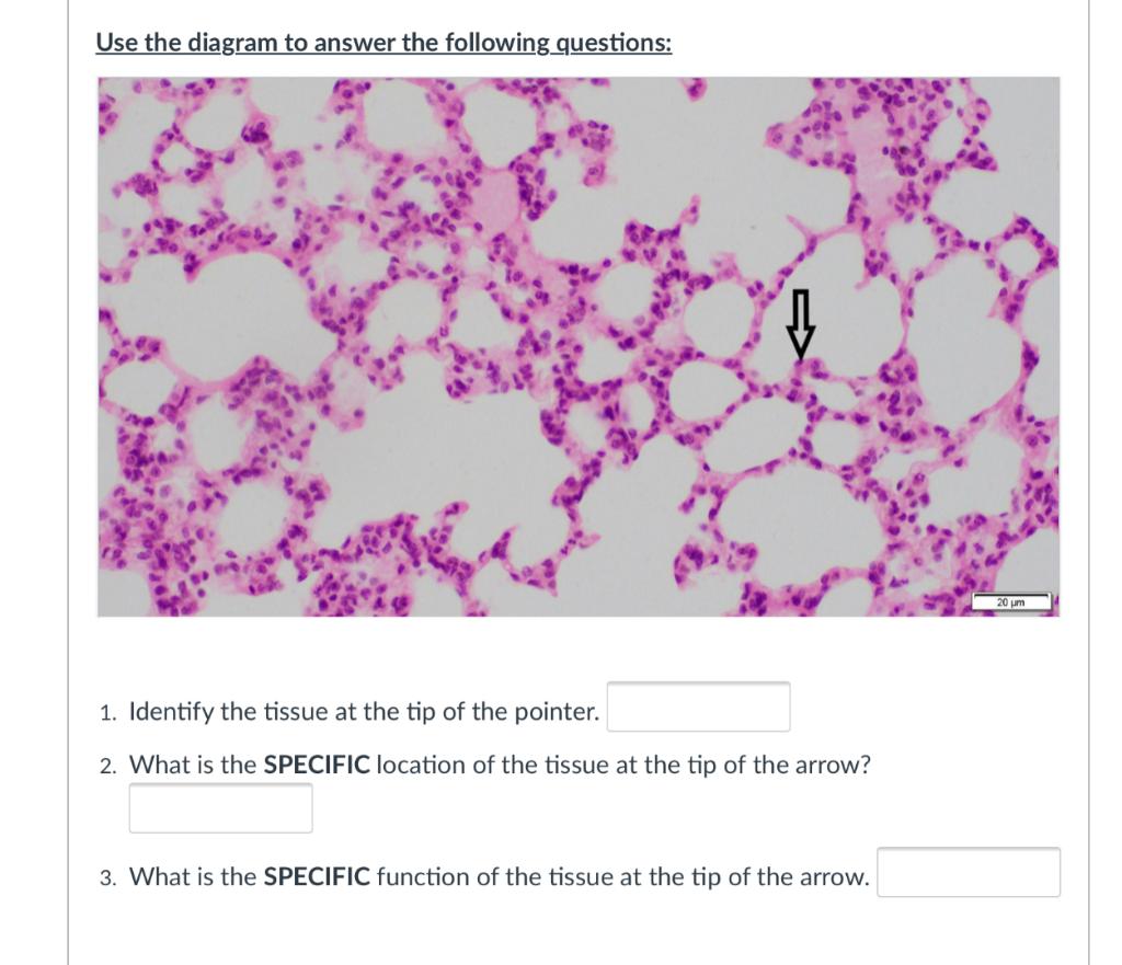 Solved Use the diagram to answer the following questions: 20 | Chegg.com