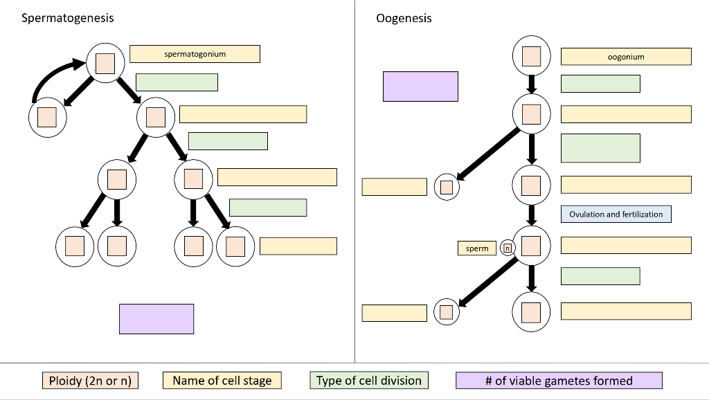 Fill Out The Attached Flow Chart Of Gamete Chegg Com