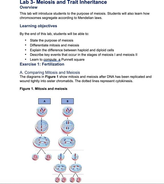 Solved Lab 3-Meiosis And Trait Inheritance Overview This Lab | Chegg.com