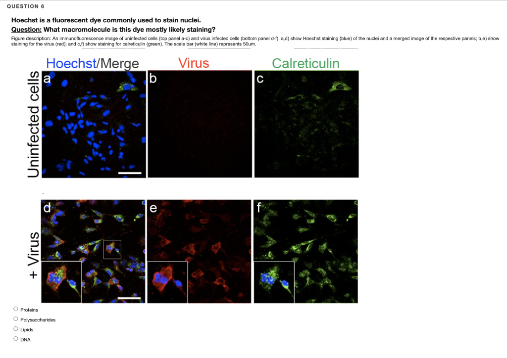 Fluorescent Staining Overview