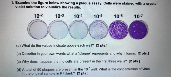 Solved 1. Examine The Figure Below Showing A Plaque Assay. | Chegg.com