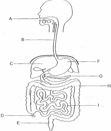 digestive system unlabeled