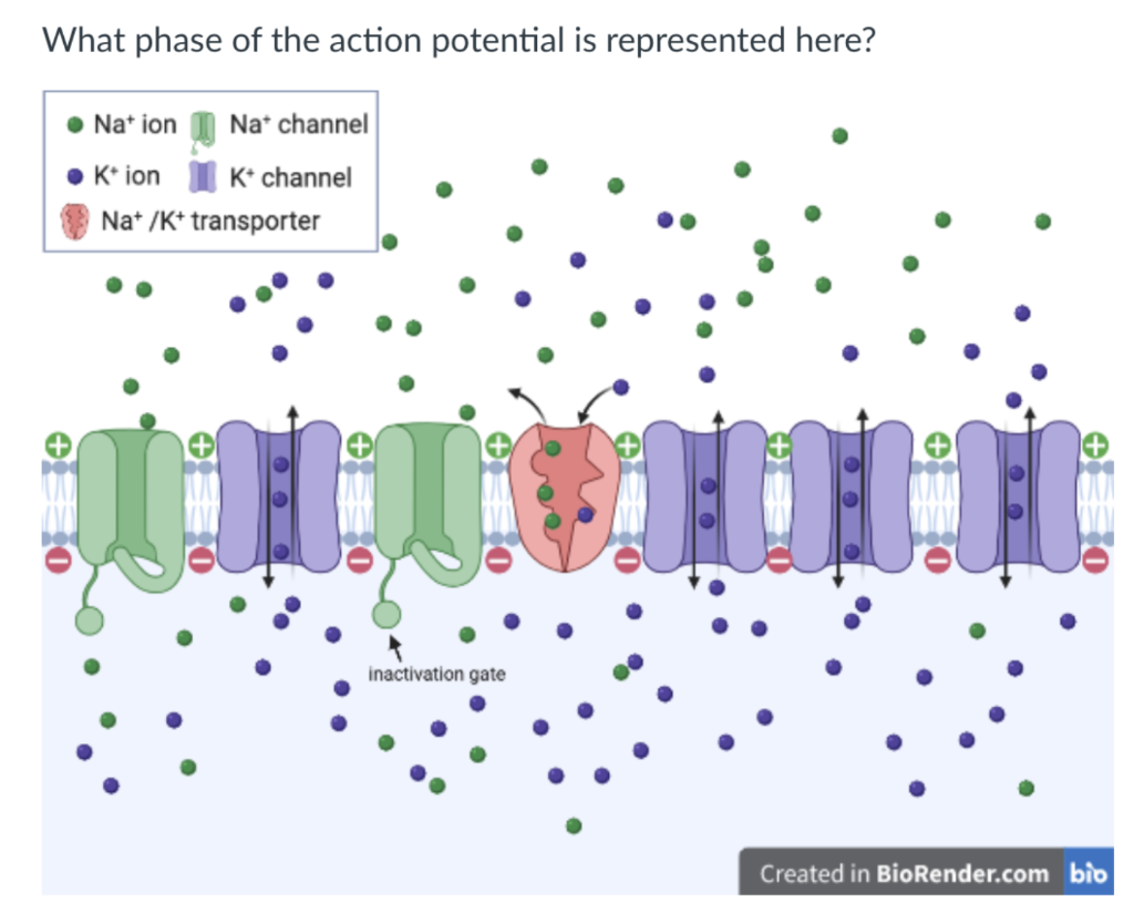 Solved What phase of the action potential is represented | Chegg.com