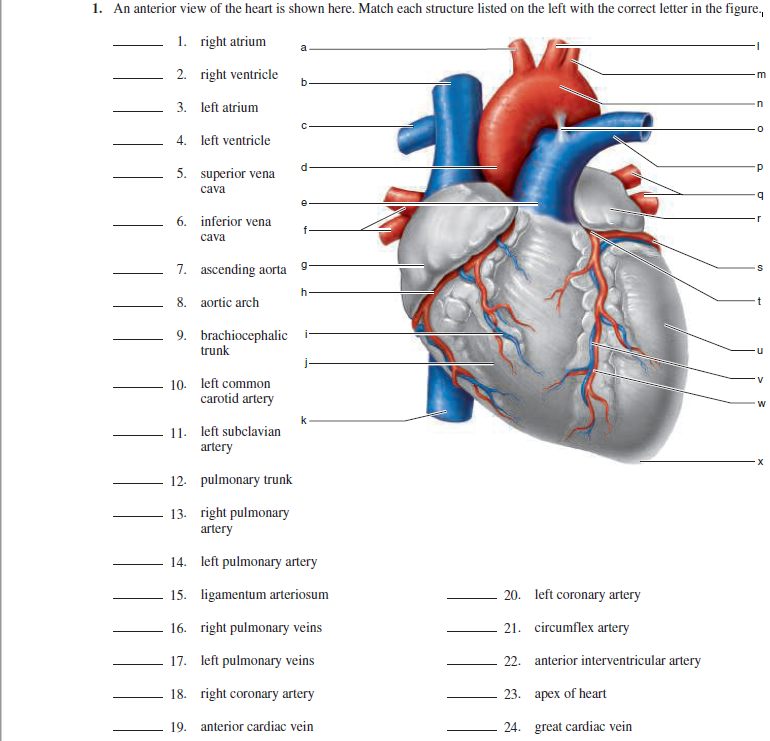 SOLVED: Gross Anatomy Of The Human Heart: An Anterior View, 57% OFF