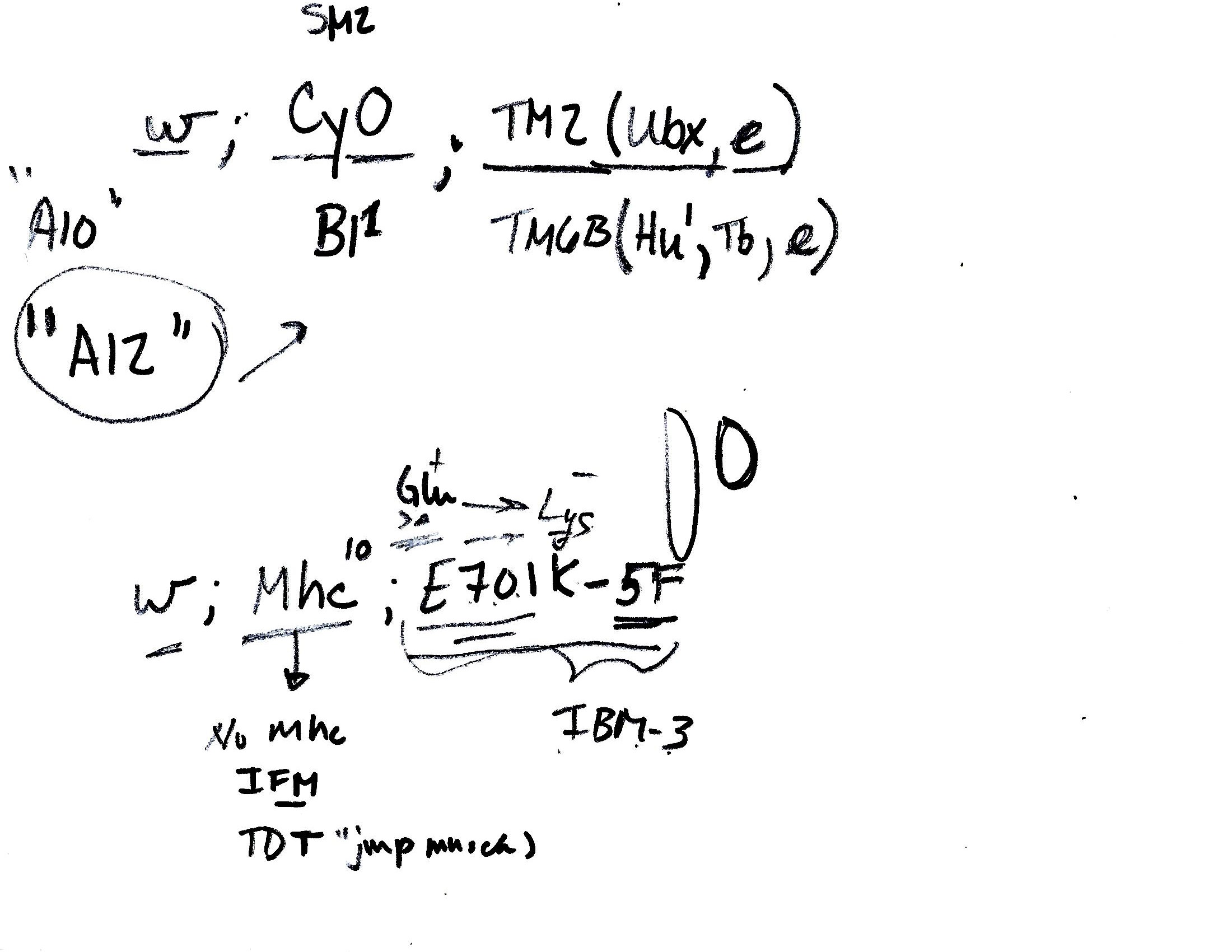 Solved can you explain this Drosophila lab notes