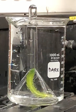 1 Imagine You Are Performing An Experiment On Chegg 