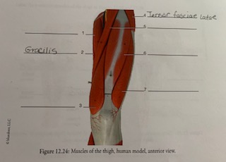 gracilis model