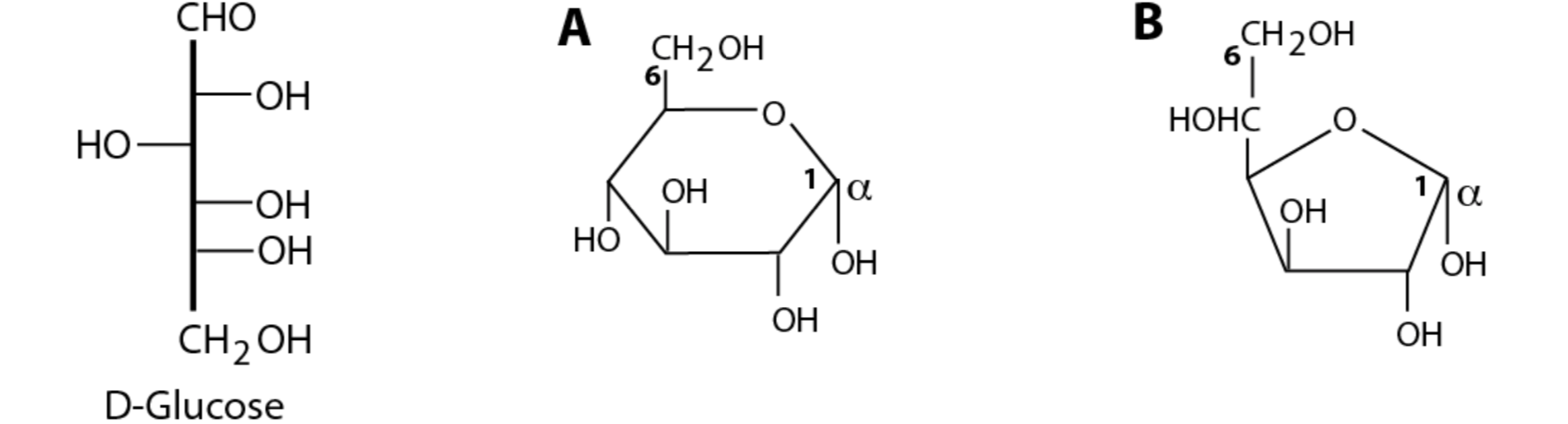 Solved D-glucose can form two types of cyclic structure (see | Chegg.com