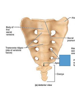 Sepsis Transverse Ridges Transverse Ridge Sacrum