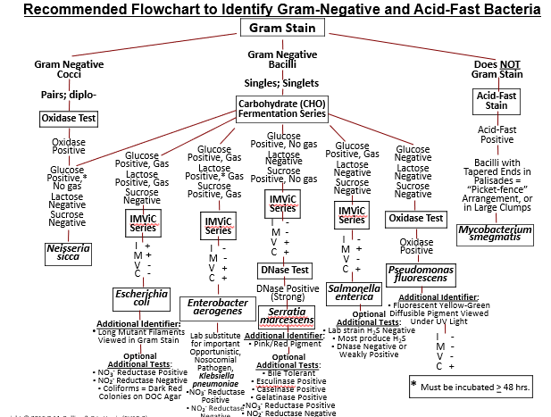 gram negative bacteria chart