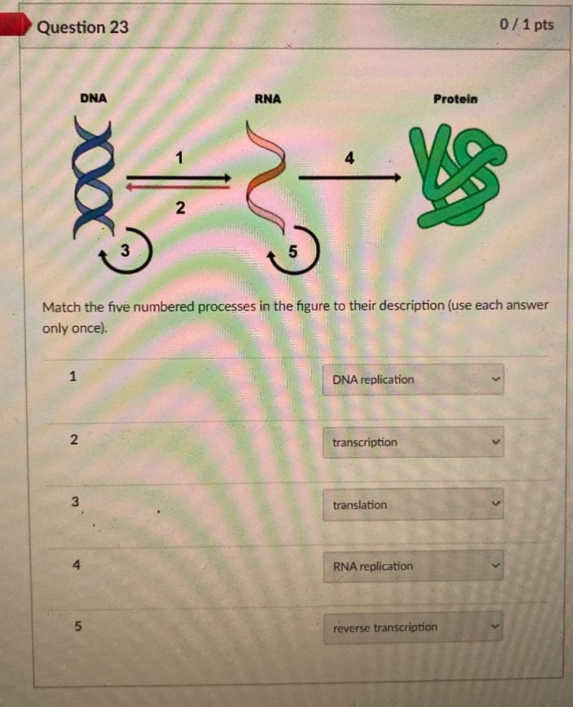 Solved Question 23 01 Pts Dna Rna Protein 一些 2 Match The 5268