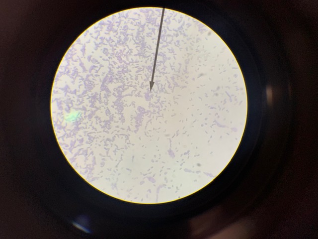 shape of bacteria cell