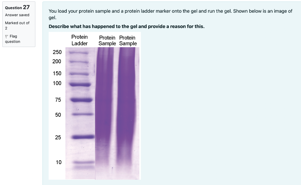 Solved You load your protein sample and a protein ladder