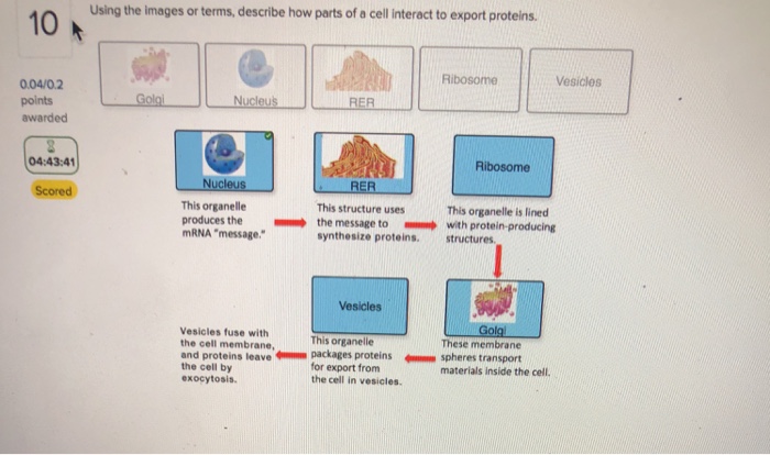 question-using-the-images-or-terms-describe-how-parts-of-a-cell