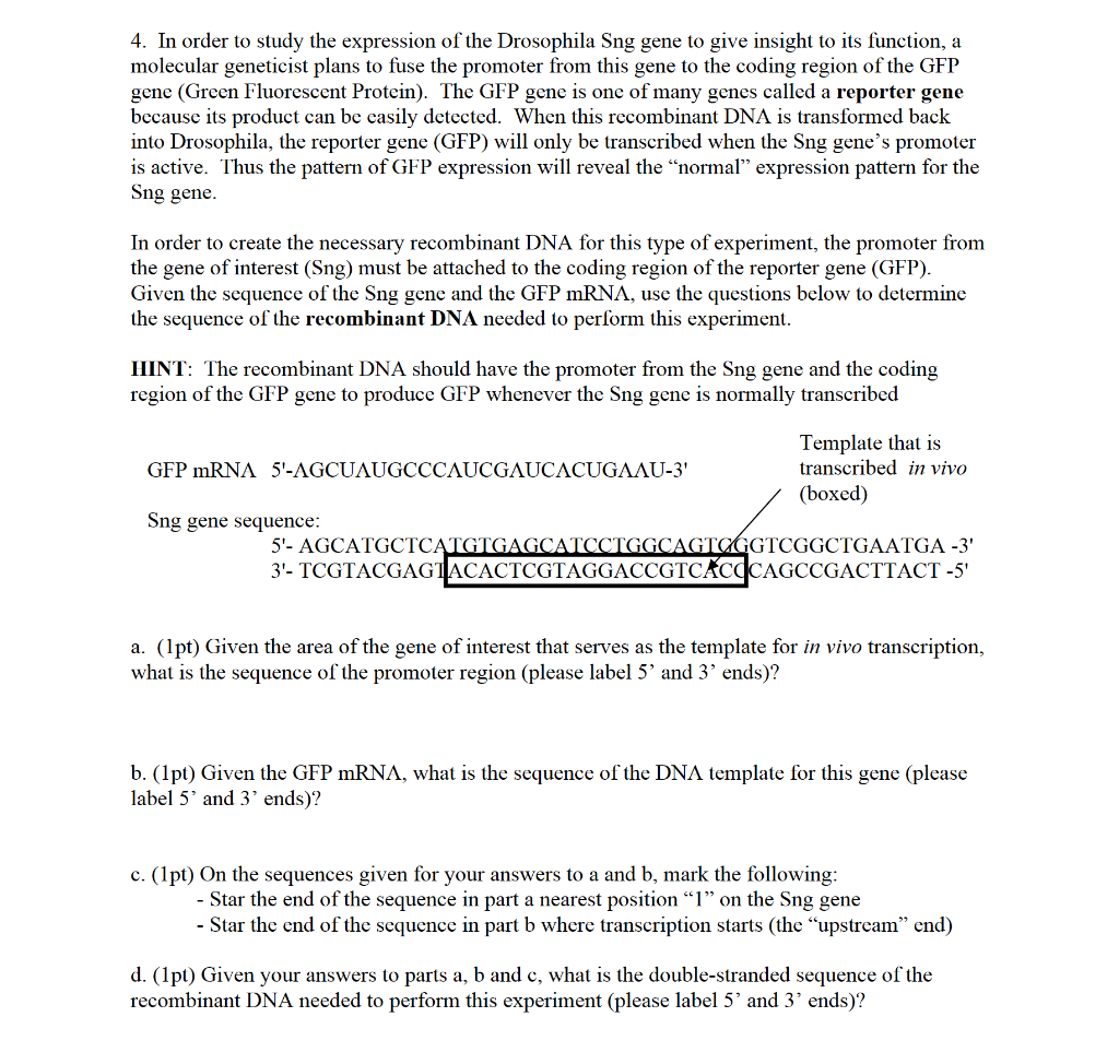 Solved 4. In order to study the expression of the Drosophila | Chegg.com