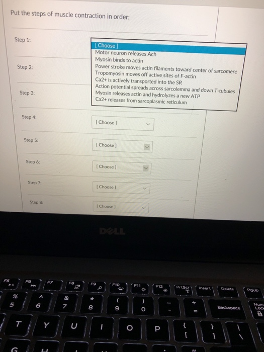 Solved Put the steps of muscle contraction in order: Step 1: | Chegg.com