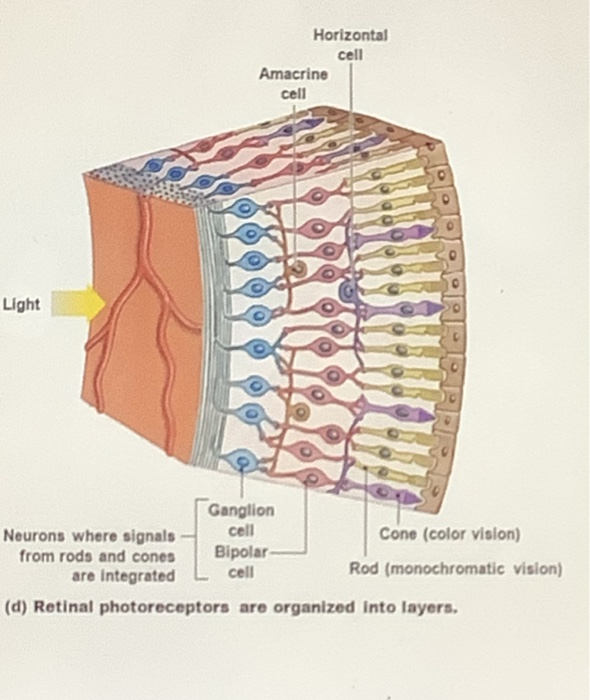 Solved Horizontal cell Amacrine cell Light Ganglion Neurons