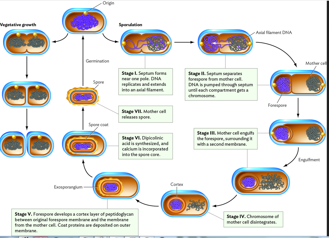 Solved Sporulation, the process of producing endospores, has | Chegg.com