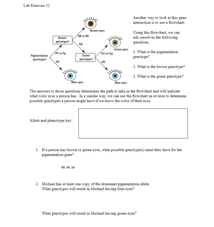 Solved Lab Exercise 12 Another way to look at this gene | Chegg.com