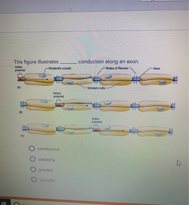 Solved This figure illustratesconduction along an axon. | Chegg.com