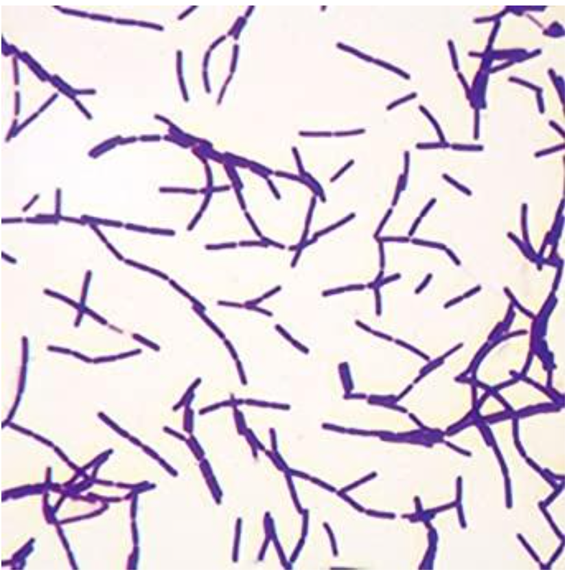 Solved You are a veterinarian performing a fecal culture on