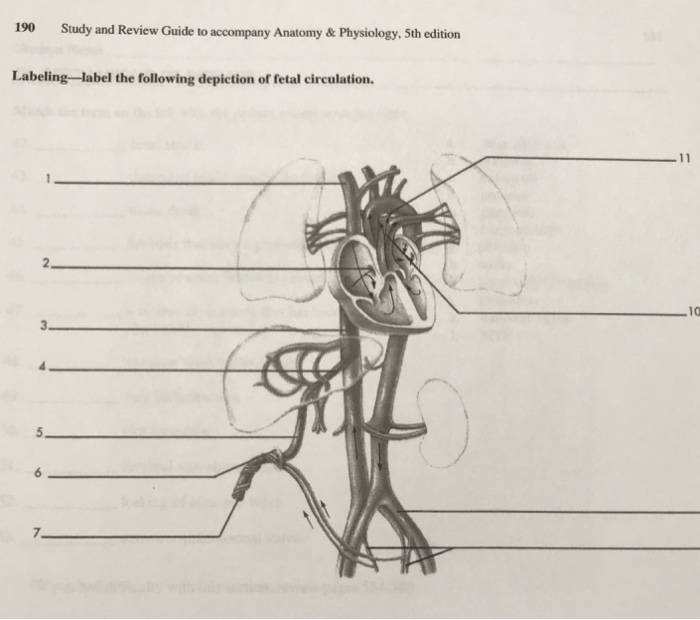 Fetal Circulation Diagram Labeled - Diagram Media