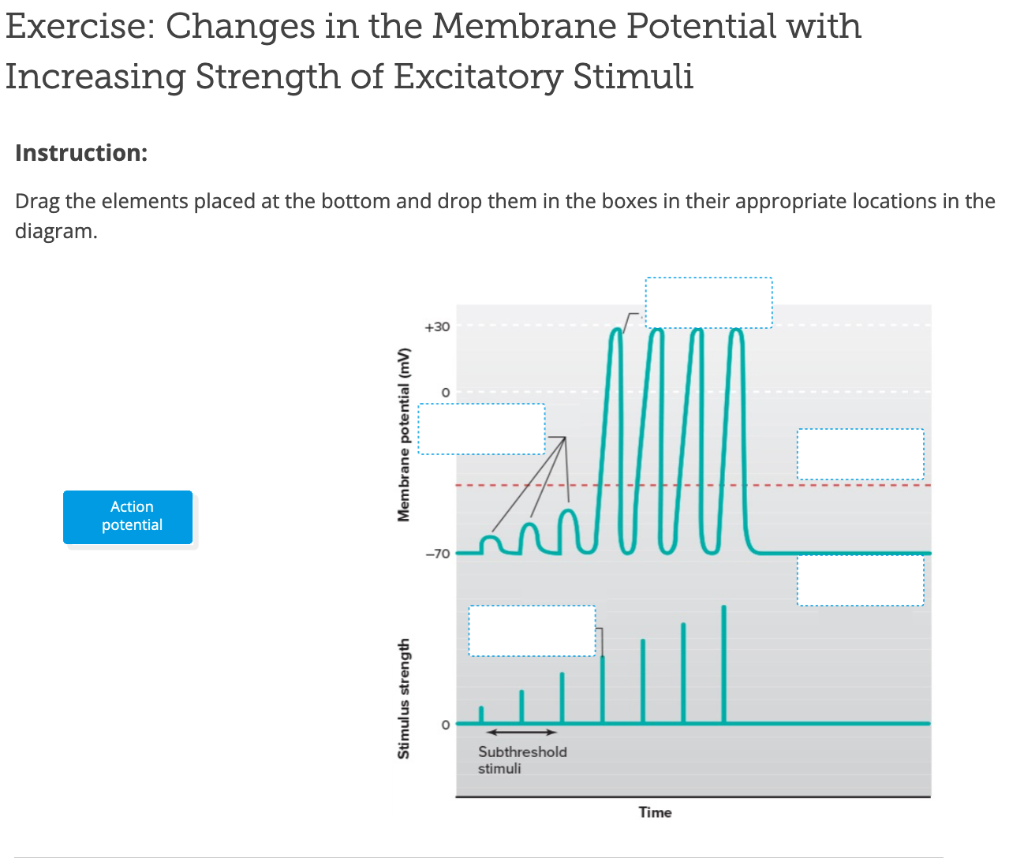 stimulus threshold action potential