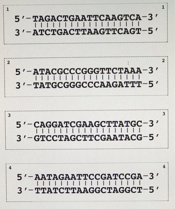 Restriction Enzymes Dna Scissors Answer Key