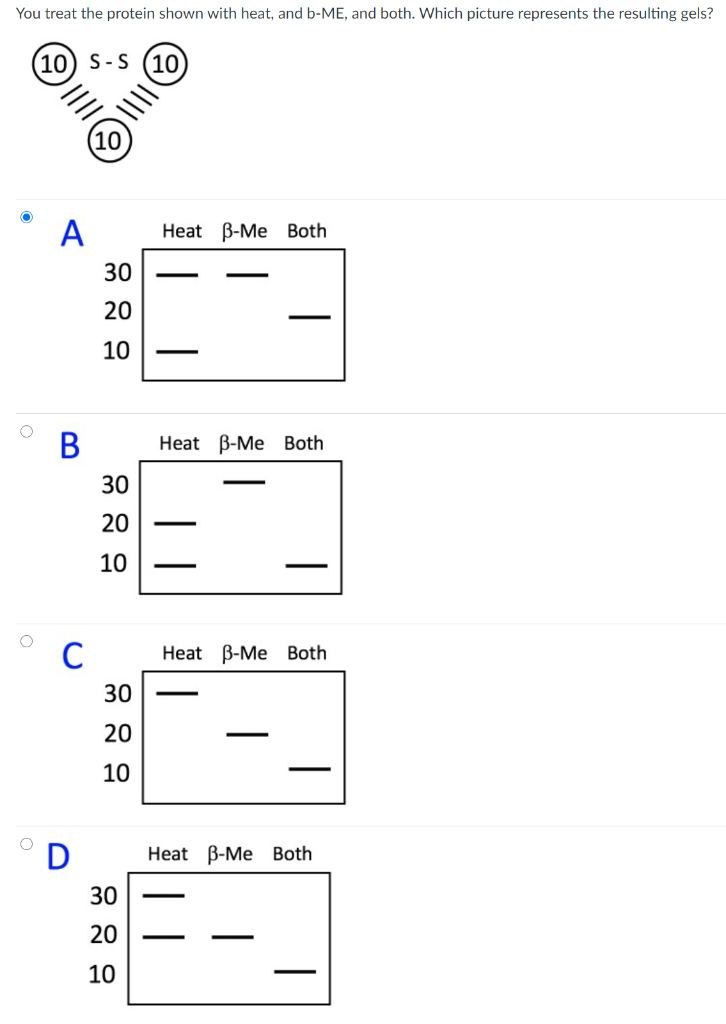 Solved You Treat The Protein Shown With Heat, And B-ME, And | Chegg.com