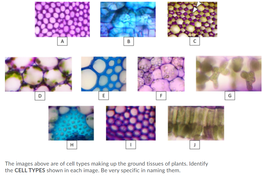 Solved please be specific in the type of cell (for example: | Chegg.com