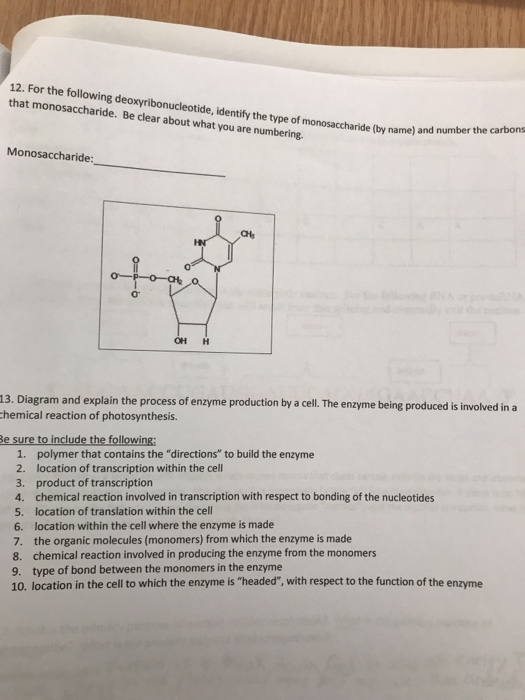 Solved 12. For the following deoxyribonucleotide, identify | Chegg.com