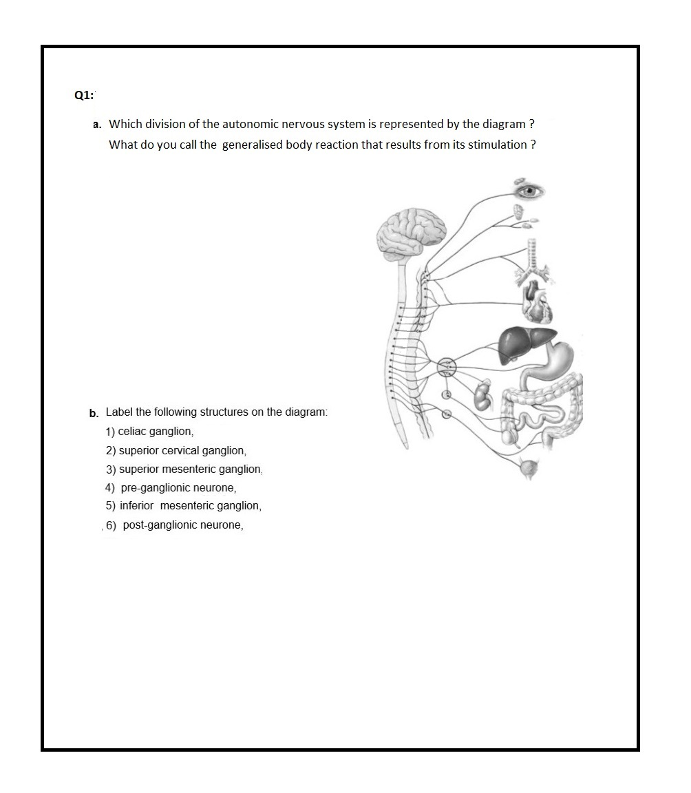 Solved Q1: a. Which division of the autonomic nervous system | Chegg.com