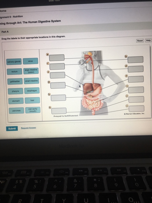 Can You Drag The Labels To The Correct Locations In This Diagram Of