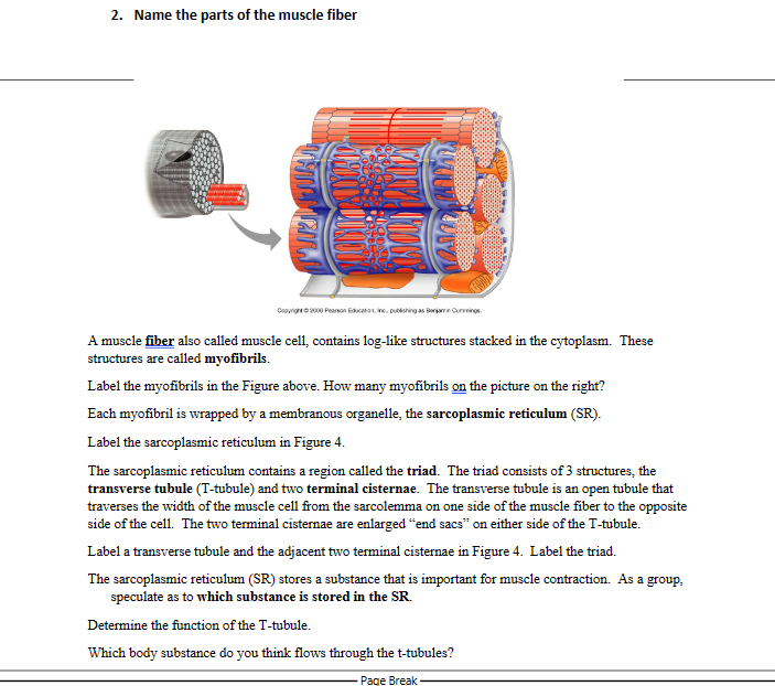 Solved 2. Name the parts of the muscle fiber A muscle fiber | Chegg.com