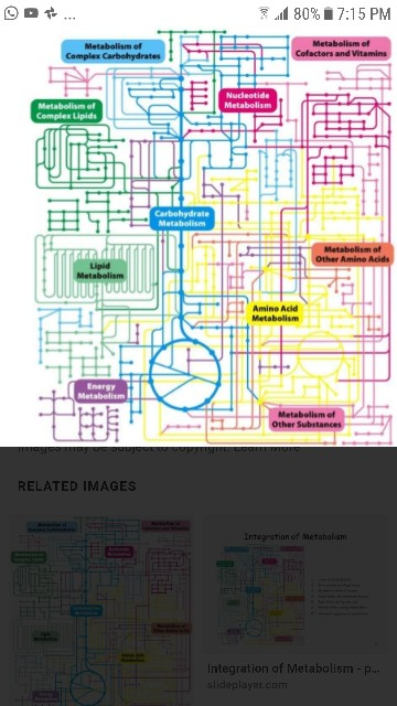 Solved 1. Interconnection of 2. Metabolic profile of organs | Chegg.com