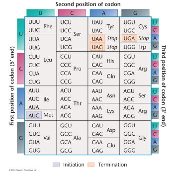 Dna Translation Codon Table | Awesome Home