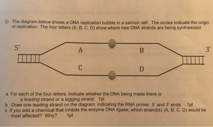 Solved 3) The Diagram Below Shows A DNA Replication Bubble | Chegg.com