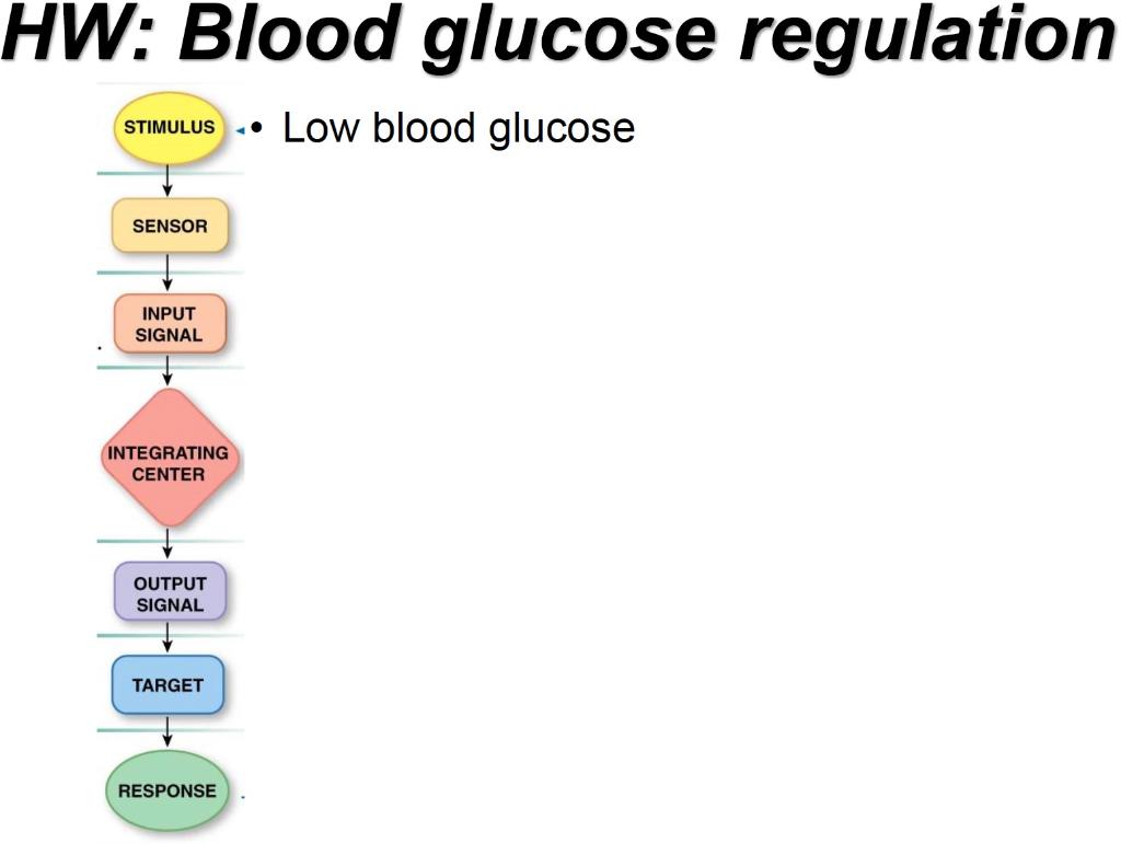 Solved HW Blood glucose regulation STIMULUS ○ High blood   Chegg.com