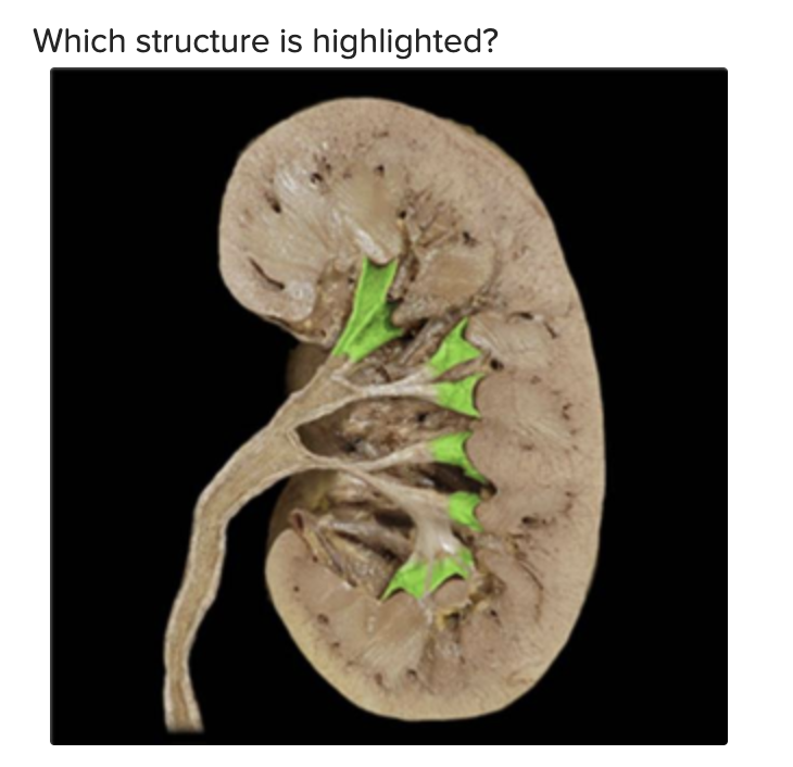 solved-which-structure-is-highlighted-chegg