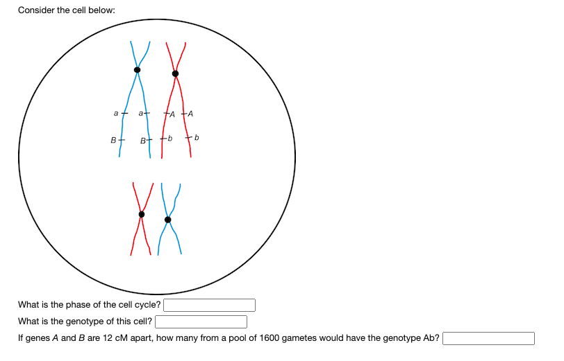 Solved Consider The Cell Below: A + A- At TA -A B B+ +b + B | Chegg.com