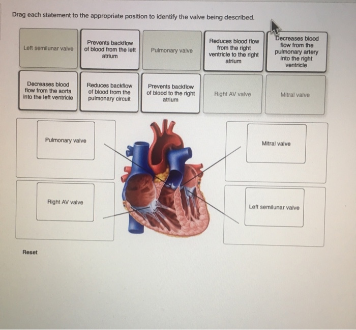 Solved Drag each statement to the appropriate position to