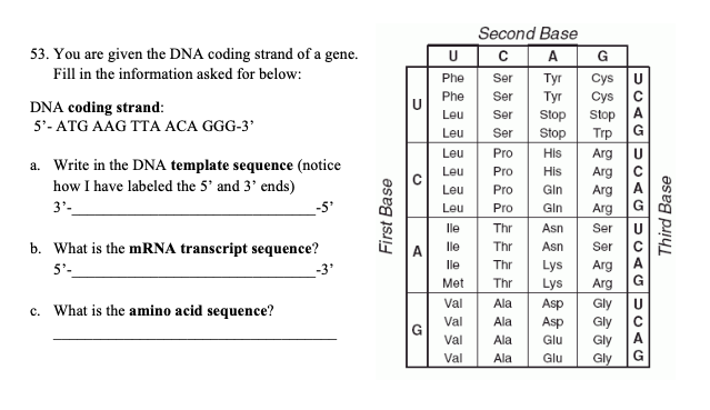 Solved G 53 You Are Given The Dna Coding Strand Of A Gen Chegg Com