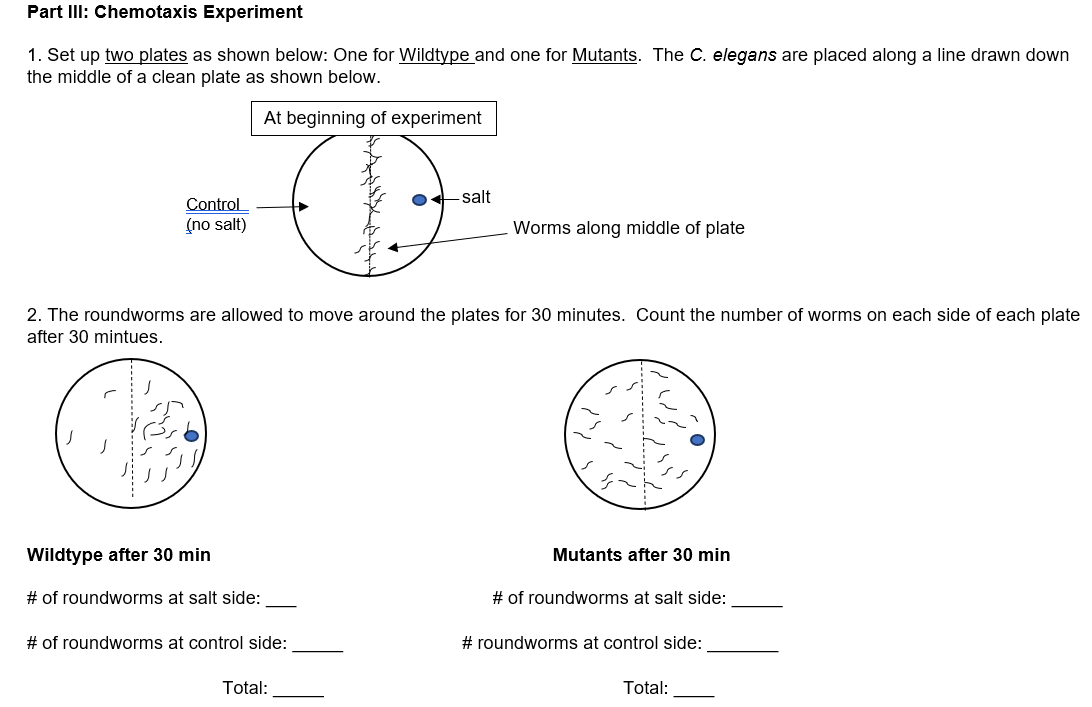 chemotaxis experiment