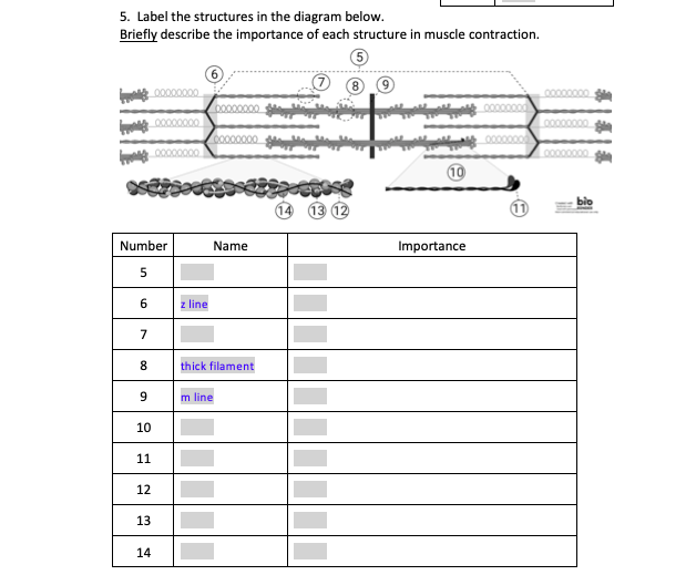 5. Label the structures in the diagram below.
Briefly describe the importance of each structure in muscle contraction.
5
0000