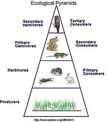temperate deciduous forest energy pyramid