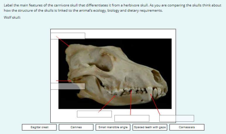 Solved Label the main features of the carnivore skull that  Chegg.com